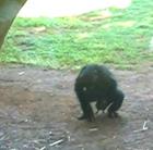 Szexjáték csimpánzoknak - videóval!