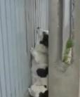 Profi kerítés mászó kutya
