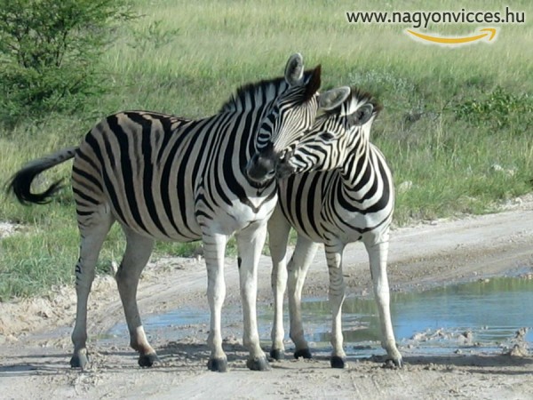 Fogyókúrázó zebra
