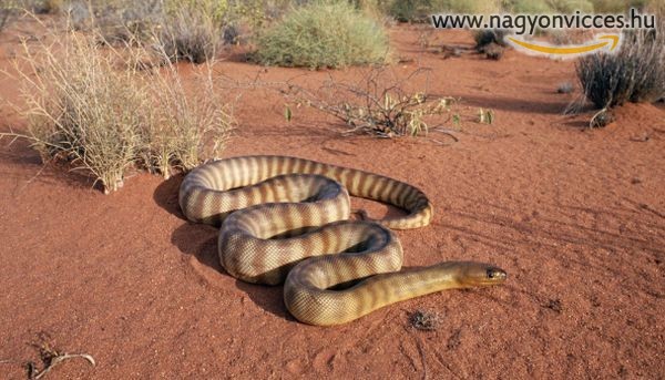 Kígyók a sivatagban