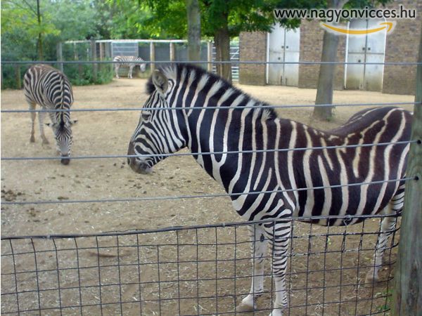 Zebrák az állatkertben