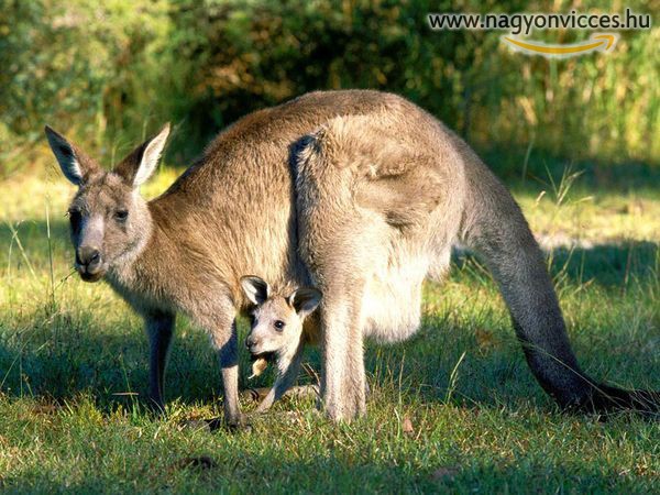 Vakarózó kenguru