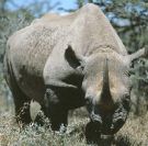 Hasmenõs rinocérosz