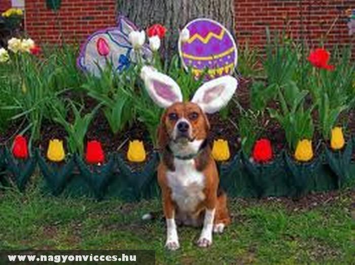 Húsvéti nyuszi híján húsvéti kutyus