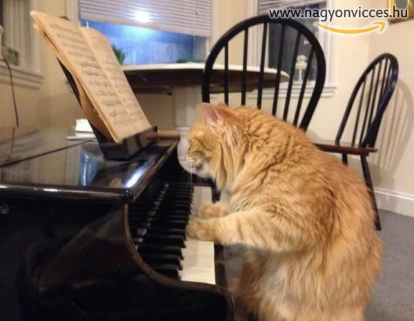 Zongorázó macsek