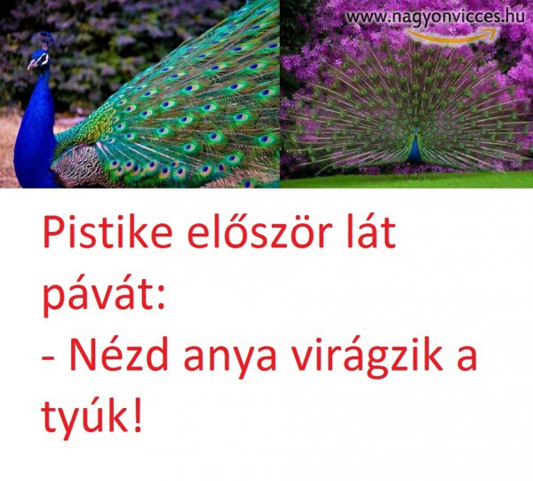 Páva