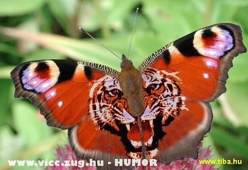Tigrisszem pillangó