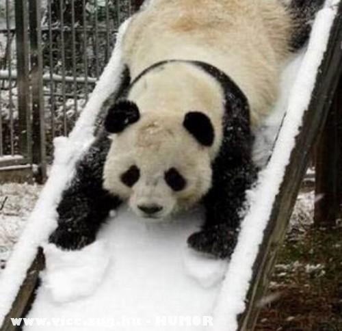 Panda a havas lejtõn