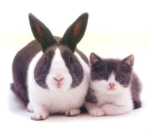 Húsvéti nyuszi és cica