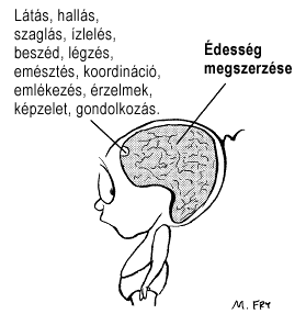 A gyerek agya