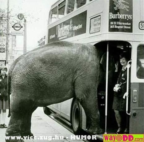 Elefánt a buszon
