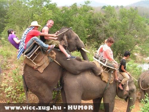 Basznak az elefántok!