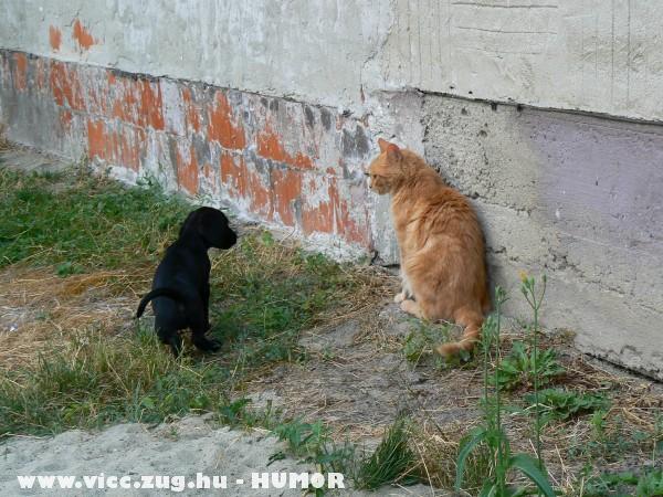 Kutya macska barátság :