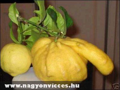 Pajzán citrom