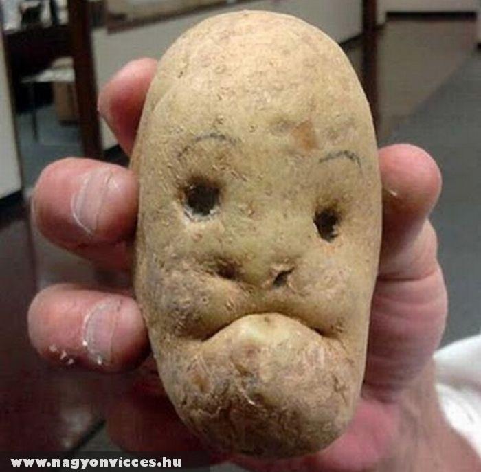 Krumpli fej