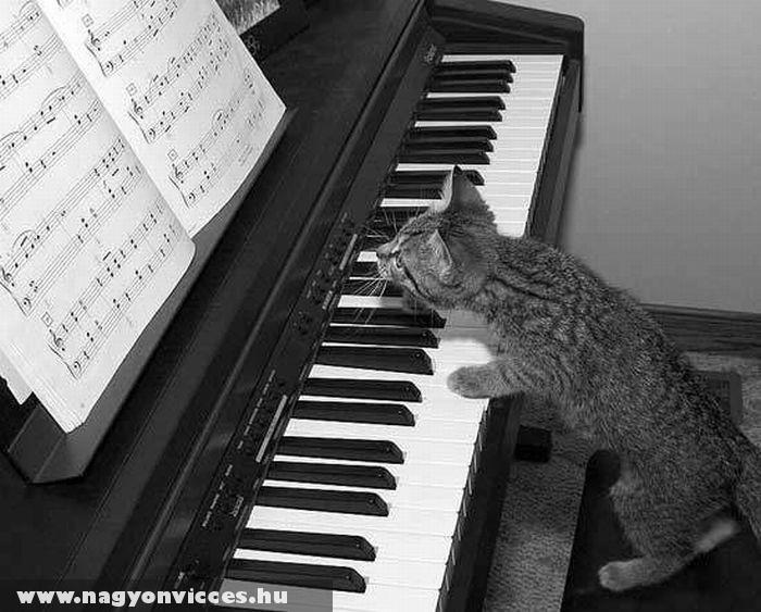 Cica zongorázni tanul