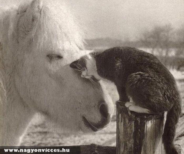 Macska-lovacska szerelem