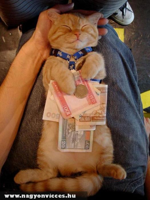 A macskák is szeretik a pénzt