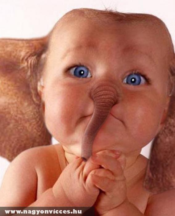 Dumbo és egy baba keresztezése