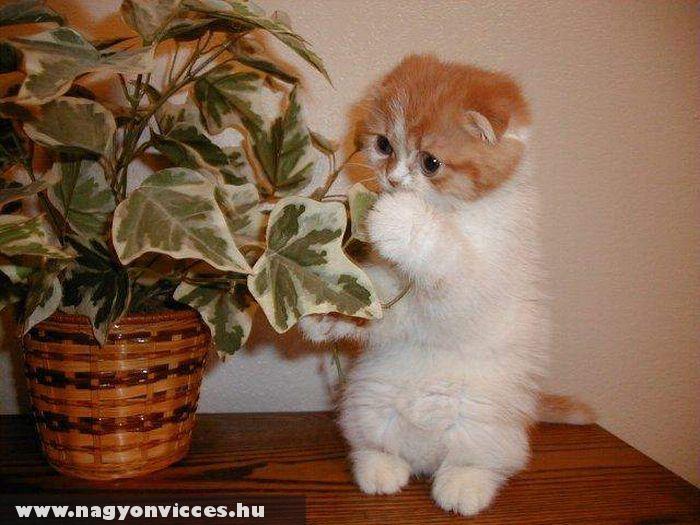 Aki a virágot szereti, rossz macska nem lehet