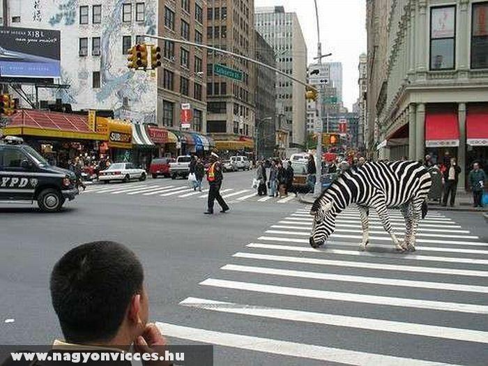 Zebra a zebrán