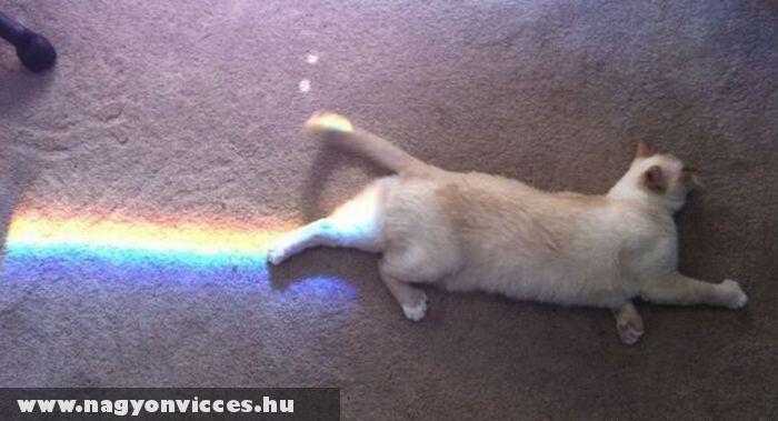 Nyan cat