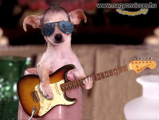 Dog guitar