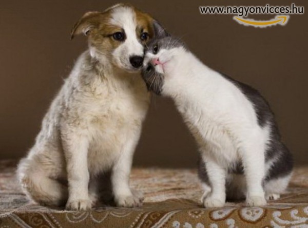 Kutya - cica szerelem