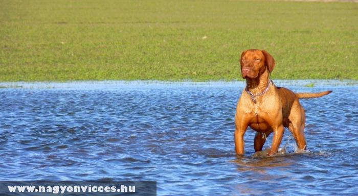 Magyar vizsla