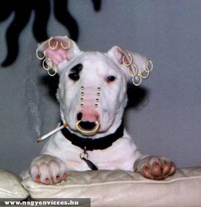 Dog with piercing :D