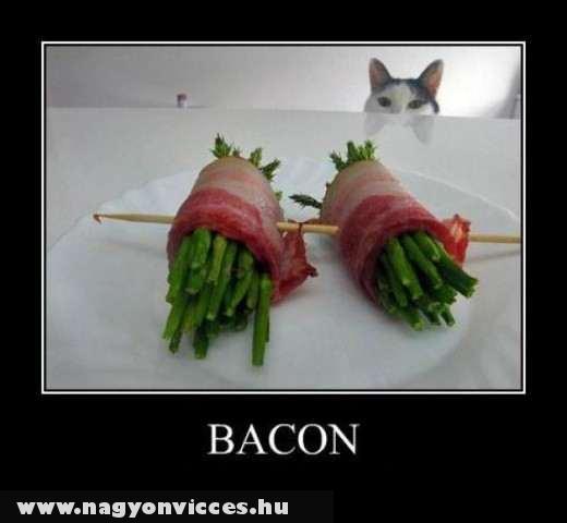 Cat & Bacon