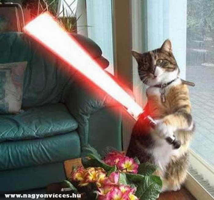 Star Wars Cat