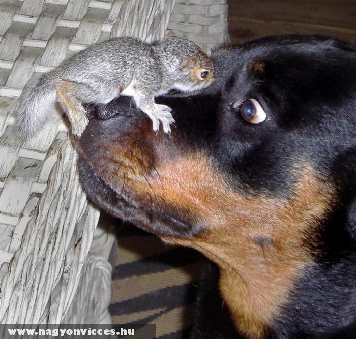 Hamster & Dog - funny