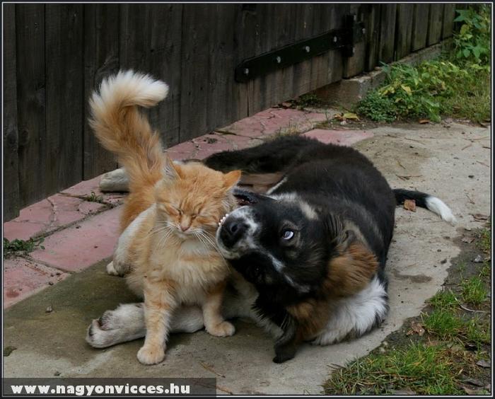 Vica-kutya barátság