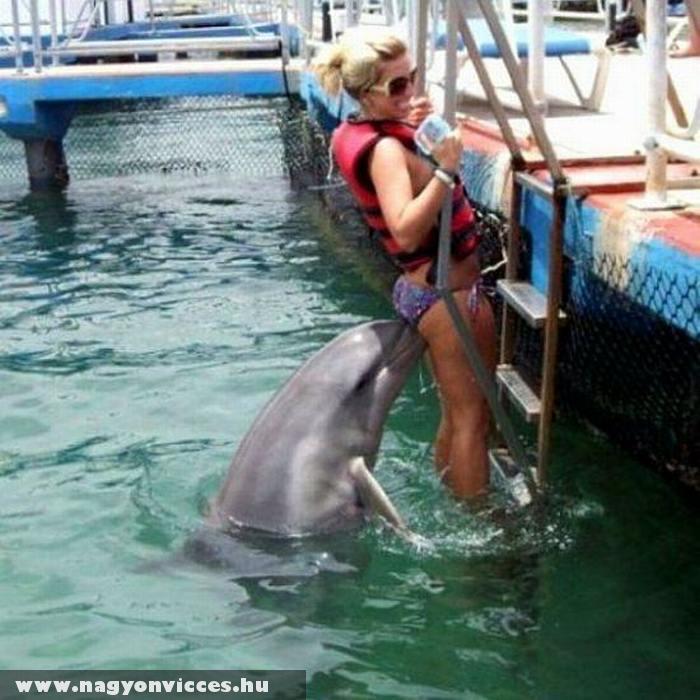 Kíváncsi delfin