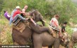 Az elefánton utazás problémái