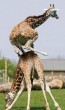 Akrobata zsiráfok