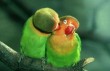 Romantikázó madarak