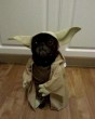 Yoda kutyus