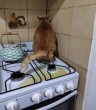 Cica szorgosan végzi a dolgát a konyhában