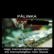 Pálinka