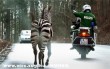 Mozgó zebra az utakon