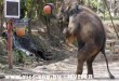 Kosarazó elefánt
