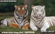 Albino tigris