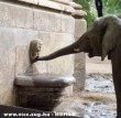 Elephant & Water