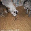 Macskák és pók
