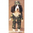 GI-Dog