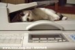 Macska a scanner-ben