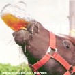 Iszik, mint a ló