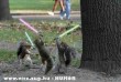 Jedi mókusok